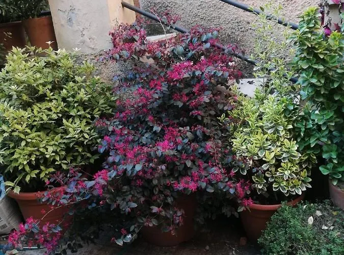 Отель типа "постель и завтрак" Tra Gianicolo E Trastevere