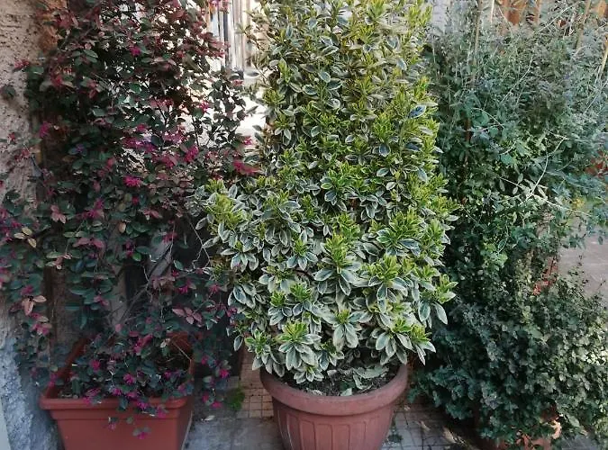 Tra Gianicolo E Trastevere Отель типа "постель и завтрак" 4*