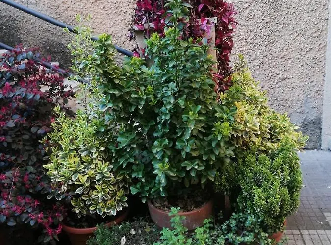 Tra Gianicolo E Trastevere 4*